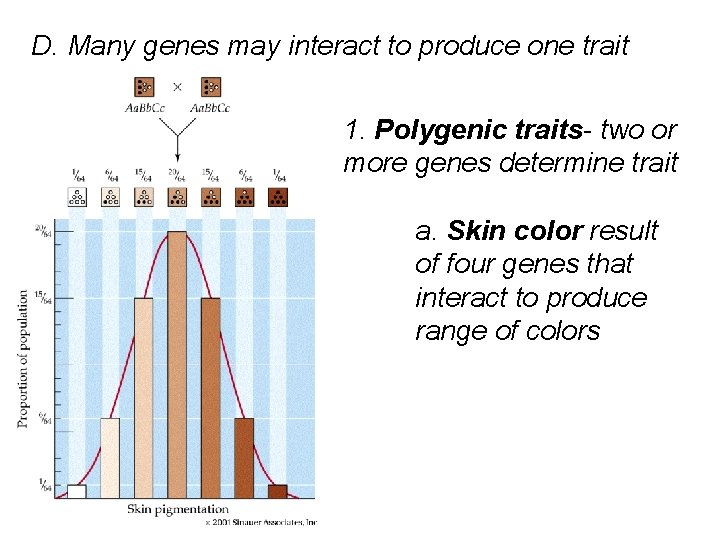 D. Many genes may interact to produce one trait 1. Polygenic traits- two or
