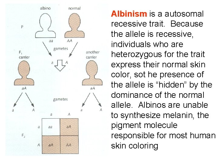 Albinism is a autosomal Albinism recessive trait. Because the allele is recessive, individuals who