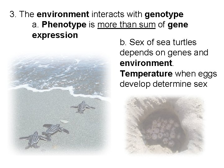 3. The environment interacts with genotype a. Phenotype is more than sum of gene