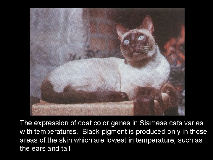 The expression of coat color genes in Siamese cats varies with temperatures. Black pigment
