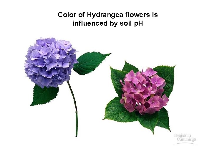 Color of Hydrangea flowers is influenced by soil p. H 