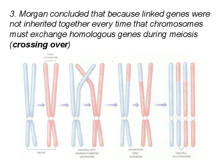 3. Morgan concluded that because linked genes were not inherited together every time that