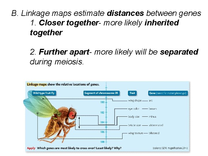  B. Linkage maps estimate distances between genes 1. Closer together- more likely inherited