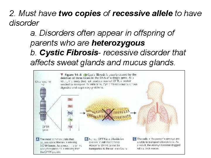 2. Must have two copies of recessive allele to have disorder a. Disorders often