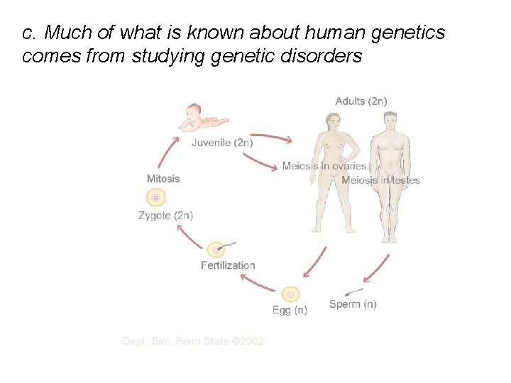 c. Much of what is known about human genetics comes from studying genetic disorders