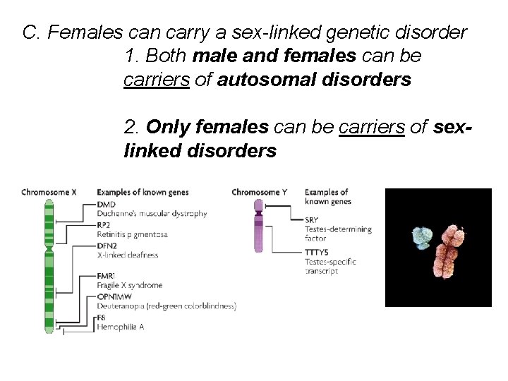 C. Females can carry a sex-linked genetic disorder 1. Both male and females can