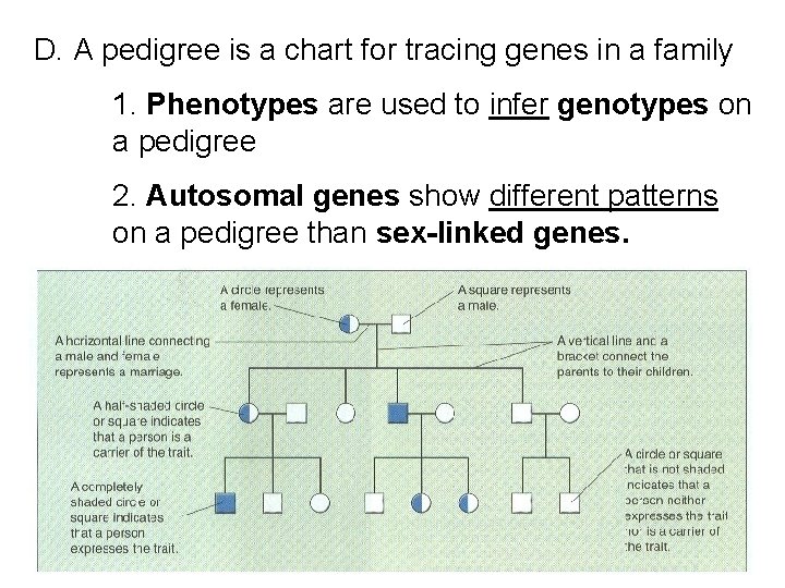 D. A pedigree is a chart for tracing genes in a family 1. Phenotypes