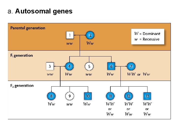 a. Autosomal genes 