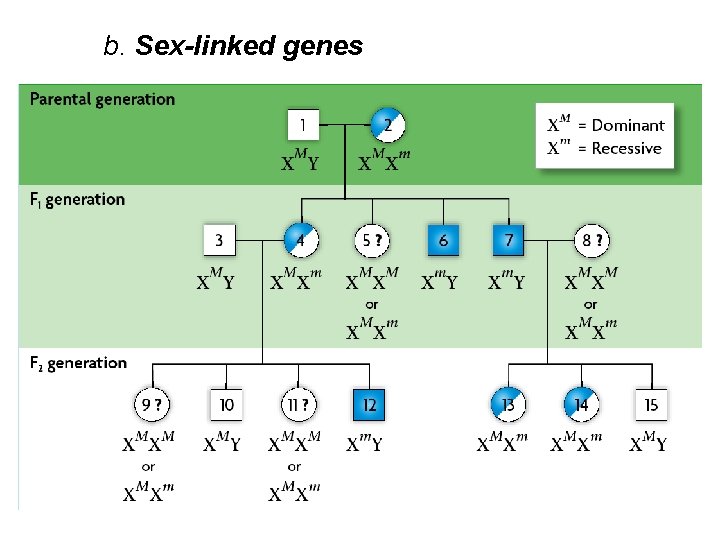 b. Sex-linked genes 