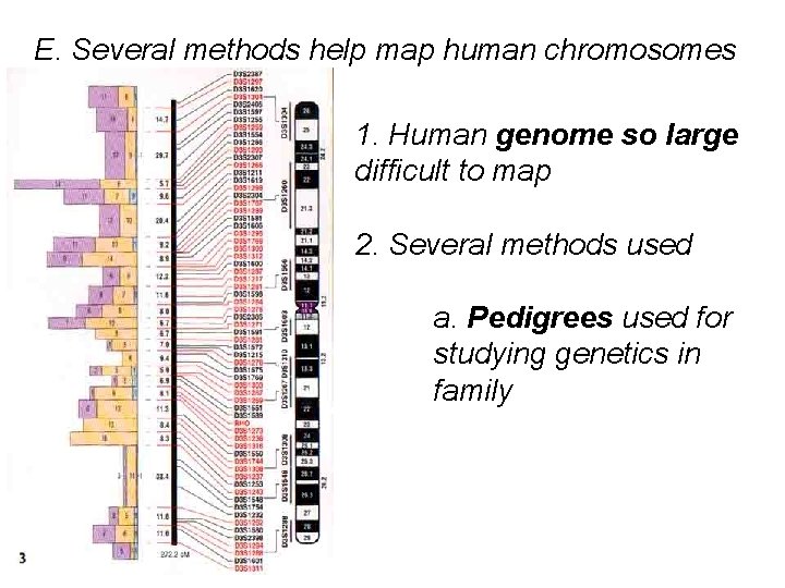 E. Several methods help map human chromosomes 1. Human genome so large difficult to