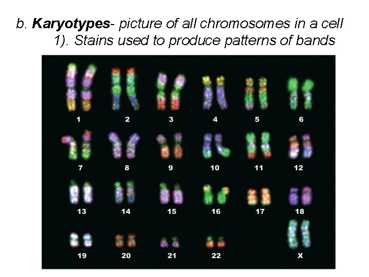 b. Karyotypes- picture of all chromosomes in a cell 1). Stains used to produce