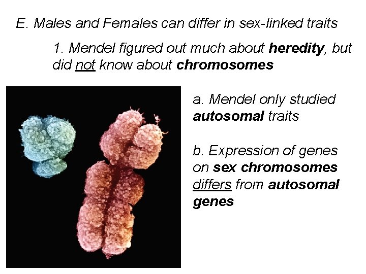 E. Males and Females can differ in sex-linked traits 1. Mendel figured out much