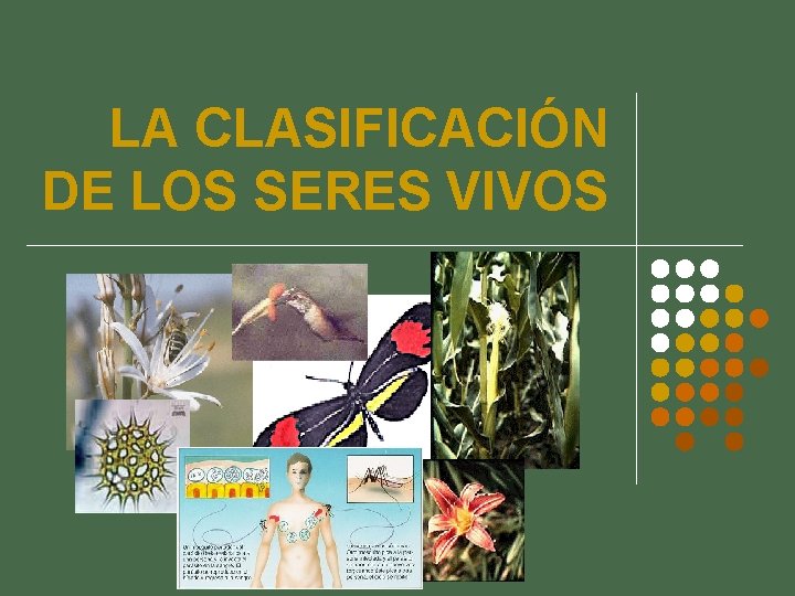 LA CLASIFICACIÓN DE LOS SERES VIVOS 