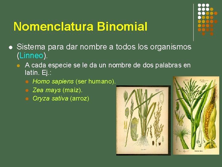 Nomenclatura Binomial l Sistema para dar nombre a todos los organismos (Linneo). l A