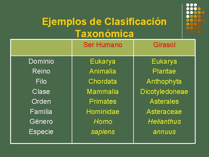 Ejemplos de Clasificación Taxonómica Dominio Reino Filo Clase Orden Familia Género Especie Ser Humano