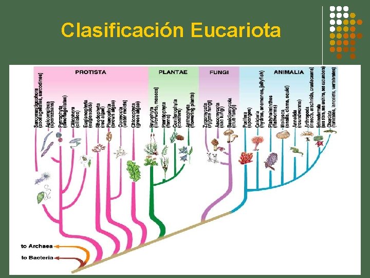Clasificación Eucariota 