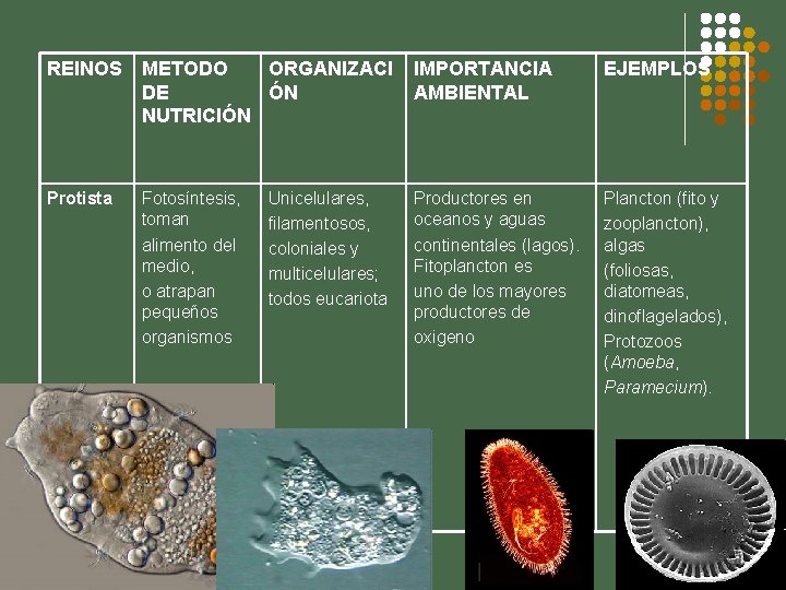 REINOS METODO ORGANIZACI DE ÓN NUTRICIÓN IMPORTANCIA AMBIENTAL EJEMPLOS Protista Productores en oceanos y