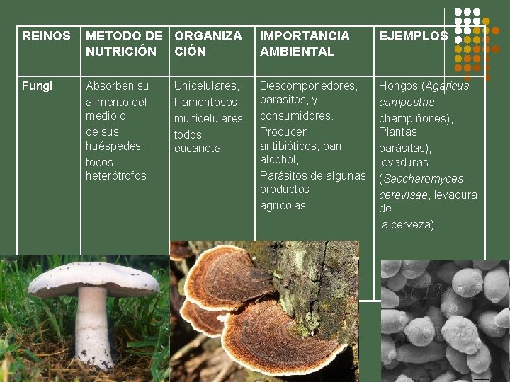 REINOS METODO DE ORGANIZA NUTRICIÓN IMPORTANCIA AMBIENTAL EJEMPLOS Fungi Absorben su alimento del medio