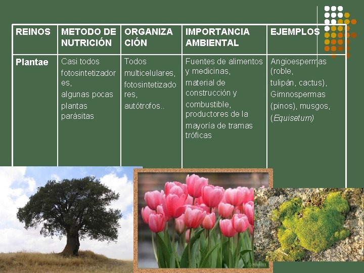 REINOS METODO DE ORGANIZA NUTRICIÓN IMPORTANCIA AMBIENTAL EJEMPLOS Plantae Casi todos fotosintetizador es, algunas