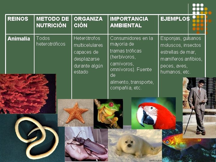 REINOS METODO DE ORGANIZA NUTRICIÓN IMPORTANCIA AMBIENTAL EJEMPLOS Animalia Todos heterotróficos Consumidores en la