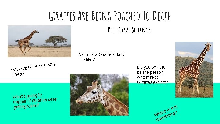 Giraffes Are Being Poached To Death By. Ayla Schenck iraffes G e r a