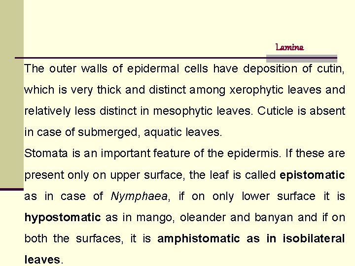 Lamina The outer walls of epidermal cells have deposition of cutin, which is very