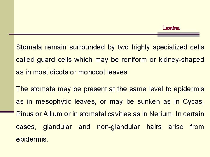 Lamina Stomata remain surrounded by two highly specialized cells called guard cells which may