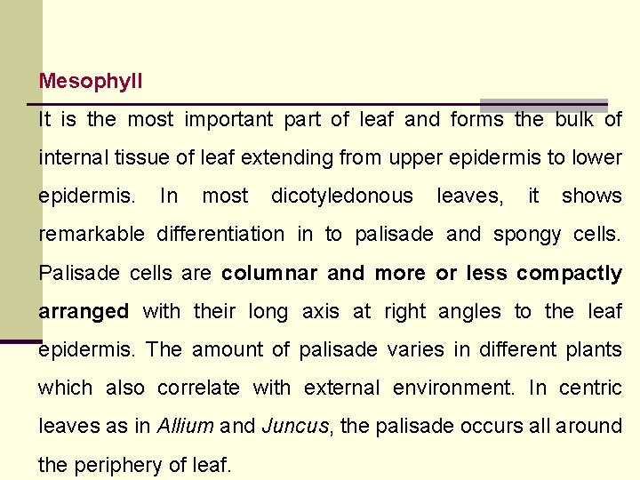 Mesophyll It is the most important part of leaf and forms the bulk of