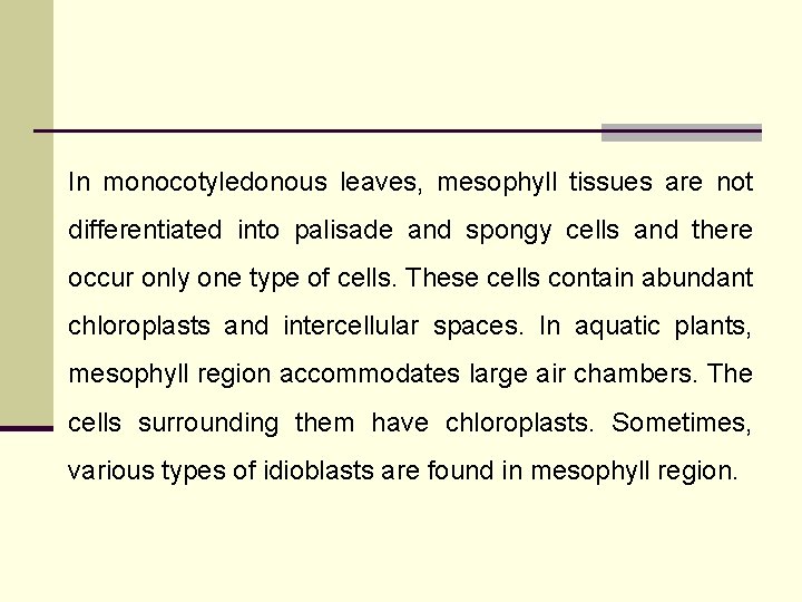 In monocotyledonous leaves, mesophyll tissues are not differentiated into palisade and spongy cells and