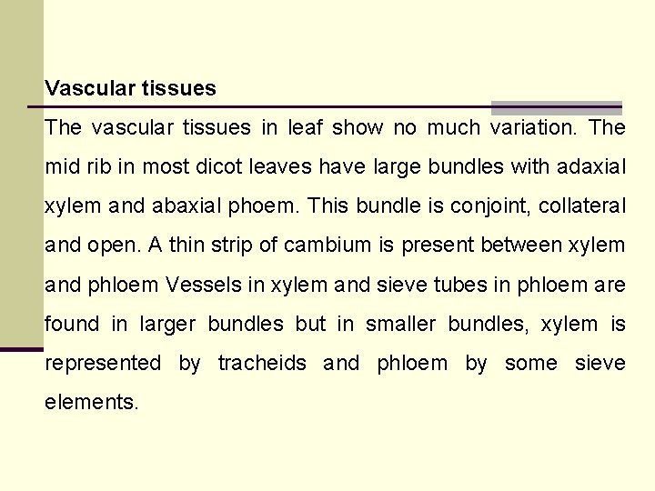 Vascular tissues The vascular tissues in leaf show no much variation. The mid rib