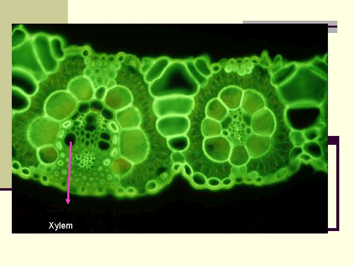 Xylem 