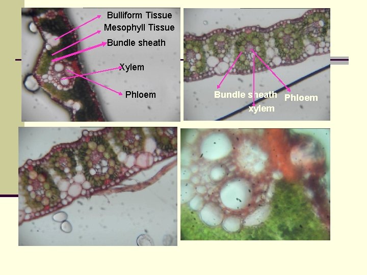 Bulliform Tissue Mesophyll Tissue Bundle sheath Xylem Phloem Bundle sheath Phloem xylem 