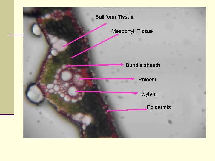 Bulliform Tissue Mesophyll Tissue Bundle sheath Phloem Xylem Epidermis 