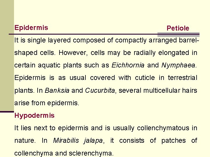 Epidermis Petiole It is single layered composed of compactly arranged barrelshaped cells. However, cells