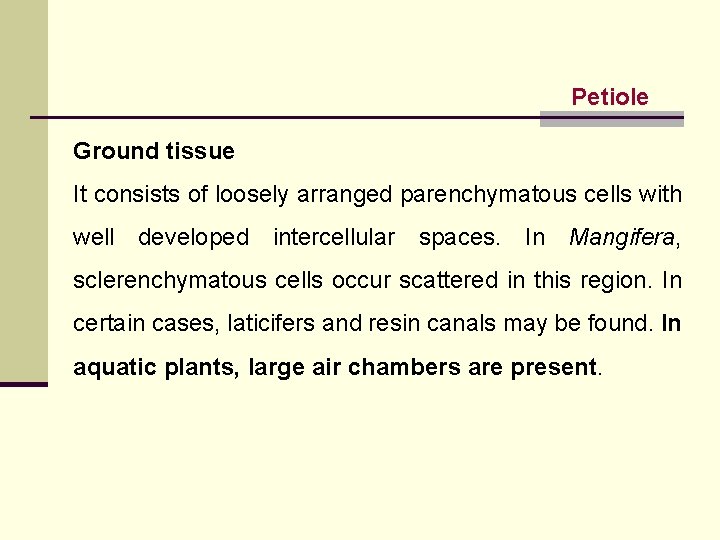 Petiole Ground tissue It consists of loosely arranged parenchymatous cells with well developed intercellular