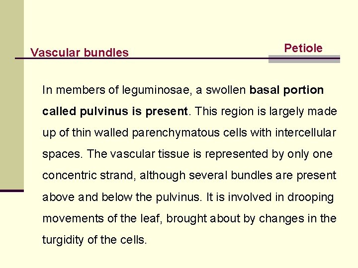 Vascular bundles Petiole In members of leguminosae, a swollen basal portion called pulvinus is