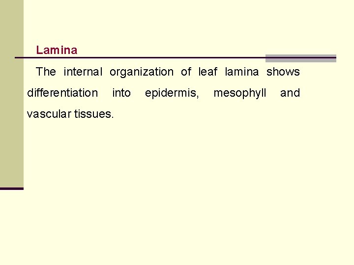 Lamina The internal organization of leaf lamina shows differentiation into vascular tissues. epidermis, mesophyll