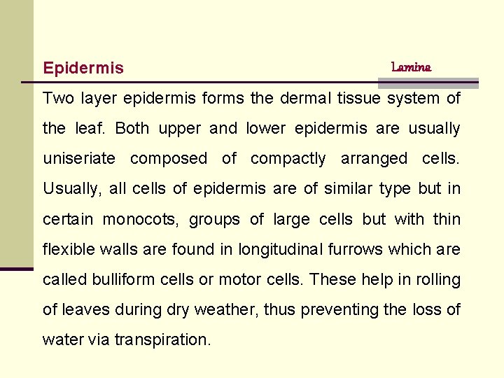Epidermis Lamina Two layer epidermis forms the dermal tissue system of the leaf. Both