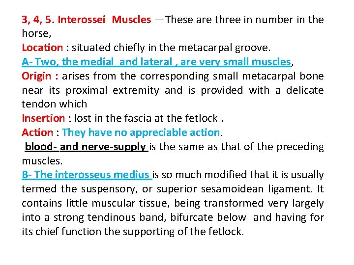 3, 4, 5. Interossei Muscles —These are three in number in the horse, Location