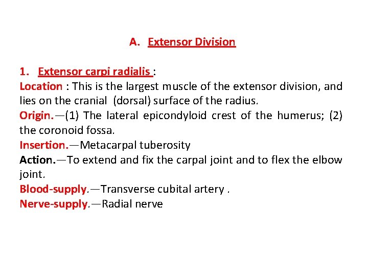 A. Extensor Division 1. Extensor carpi radialis : Location : This is the largest