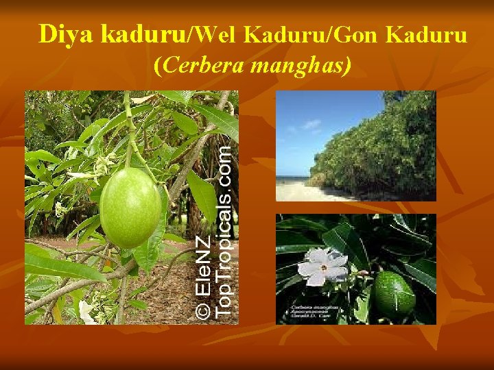 Diya kaduru/Wel Kaduru/Gon Kaduru (Cerbera manghas) 