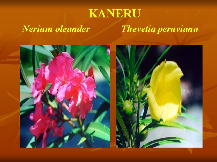  KANERU Nerium oleander Thevetia peruviana 