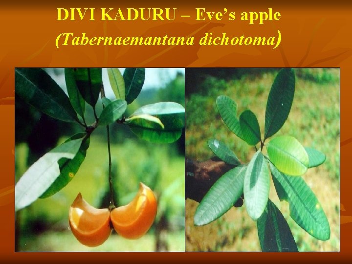 DIVI KADURU – Eve’s apple (Tabernaemantana dichotoma) 