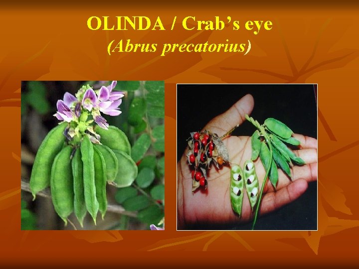 OLINDA / Crab’s eye (Abrus precatorius) 