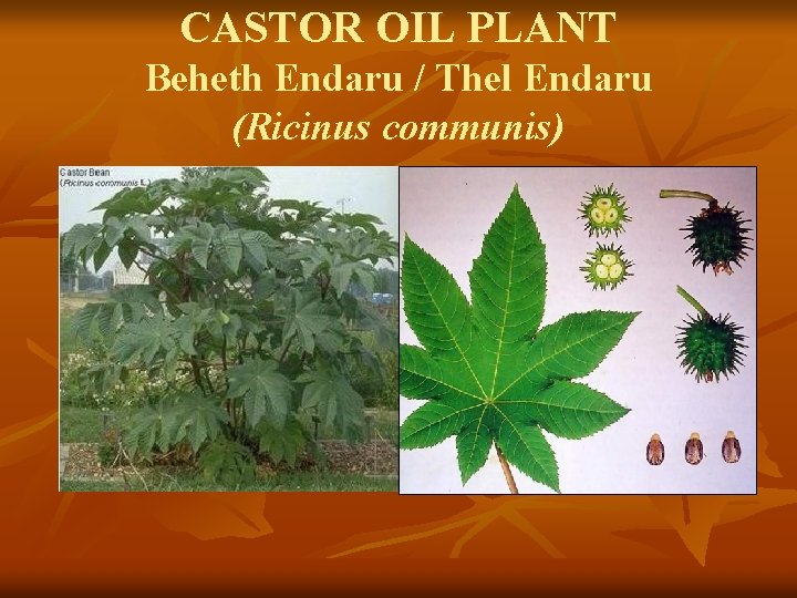 CASTOR OIL PLANT Beheth Endaru / Thel Endaru (Ricinus communis) 