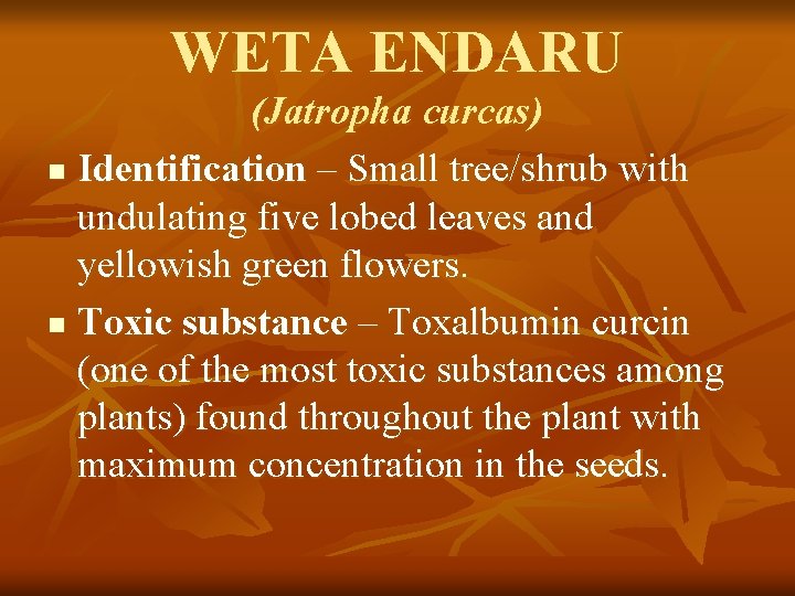 WETA ENDARU (Jatropha curcas) n Identification – Small tree/shrub with undulating five lobed leaves