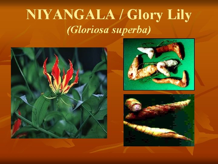 NIYANGALA / Glory Lily (Gloriosa superba) 