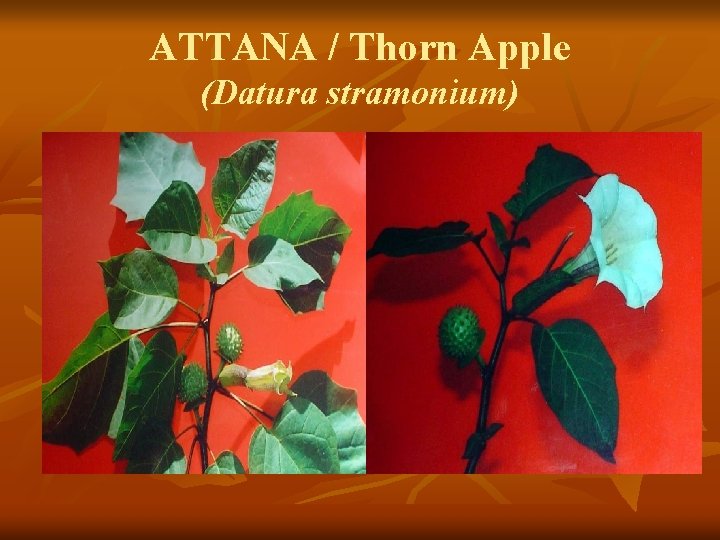 ATTANA / Thorn Apple (Datura stramonium) 