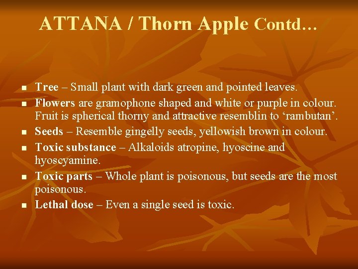 ATTANA / Thorn Apple Contd… n n n Tree – Small plant with dark