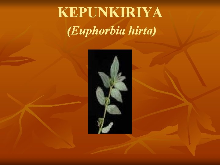 KEPUNKIRIYA (Euphorbia hirta) 